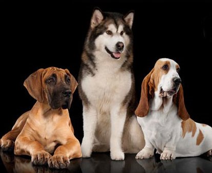 Buono sconto stampabile da 5 euro sui prodotti per cani Pro Plan buono sconto 5 euro prodotti per cani